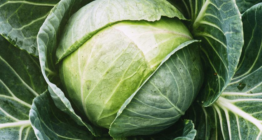 Капуста как на дрожжах: 1 стакан копеечной присыпки — и кочаны вымахивают с мяч для футбола