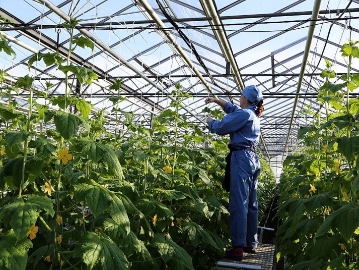 Майская хитрость дачника: как пластиковые бутылки и черные пакеты спасают рассаду?
