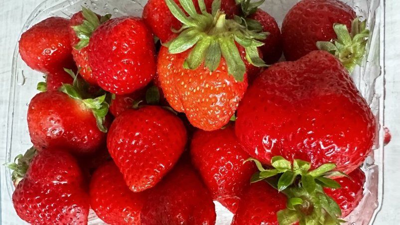 15 капель на ведро — и клубника не поместится в руку: натуральное удобрение за копейки