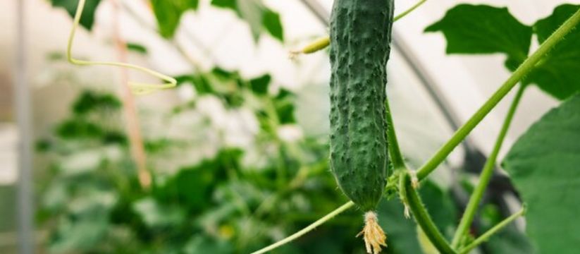 Паутинный клещ "сыграет в ящик": лью копеечный раствор под куст — и забываю о паразитах