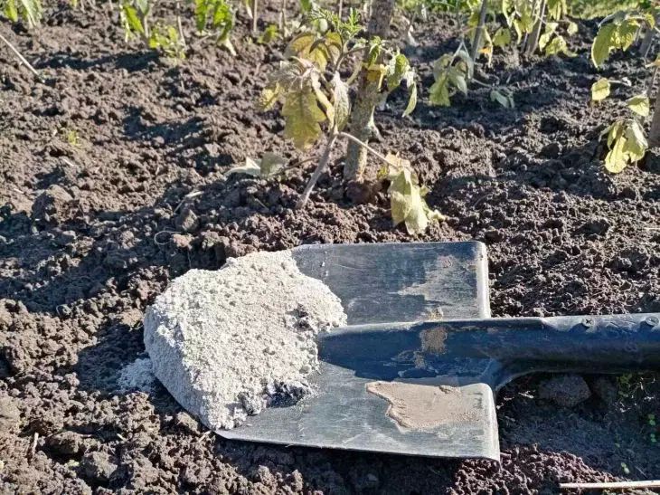 Опасная подкормка: какие растения нельзя удобрять золой
