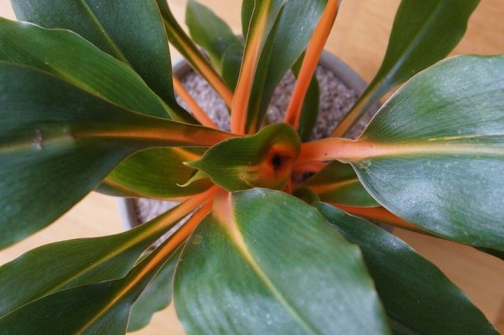 Как без вреда для растений отмыть их от пыли: 3 простейших лайфхака