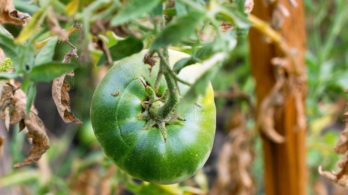 Как правильный уход за томатами помогает в борьбе с фитофторой