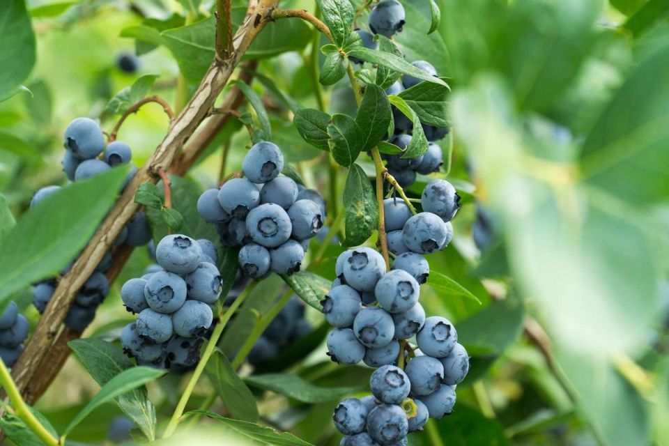 Как правильно вырастить голубику: три главные ошибки и пути их решения