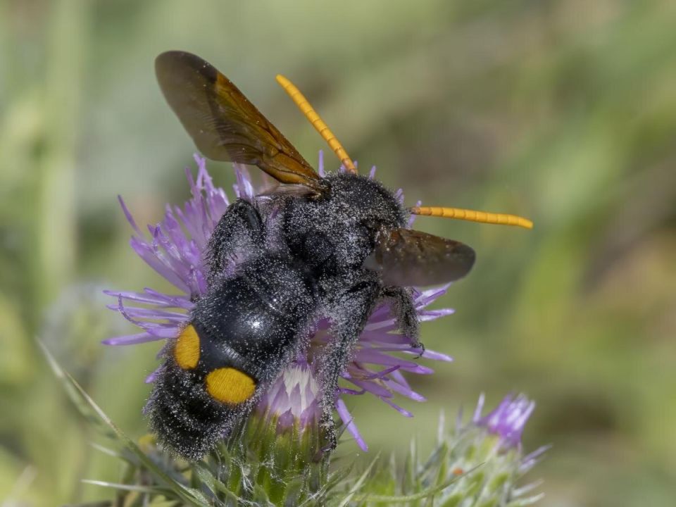 Ромашка на страже вашего отдыха: как отпугнуть ос натуральным способом