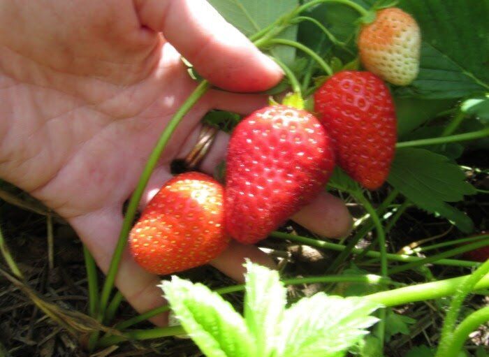 Как побороть бурую пятнистость на клубнике: проверенные методы без фунгицидов