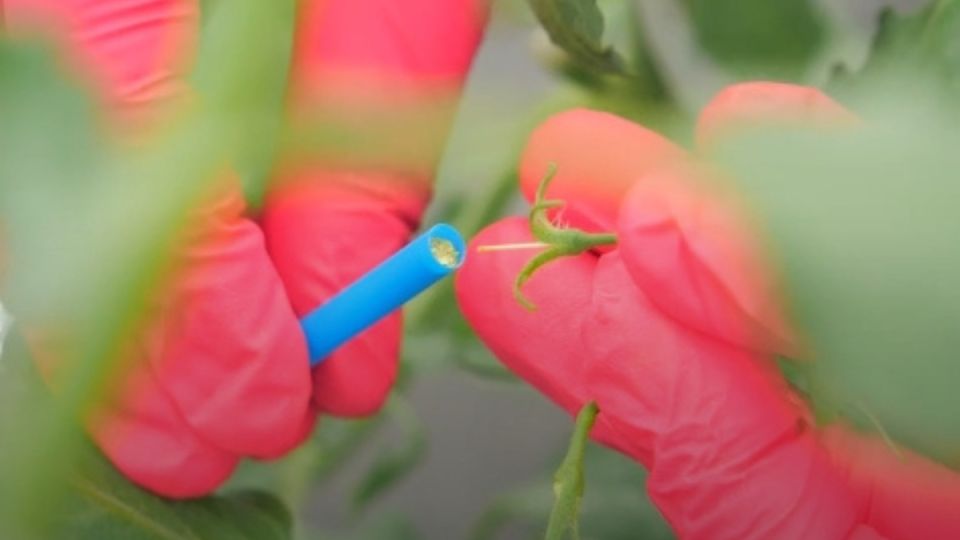 Гибридные семена томатов: причина высокой цены и процесс селекции