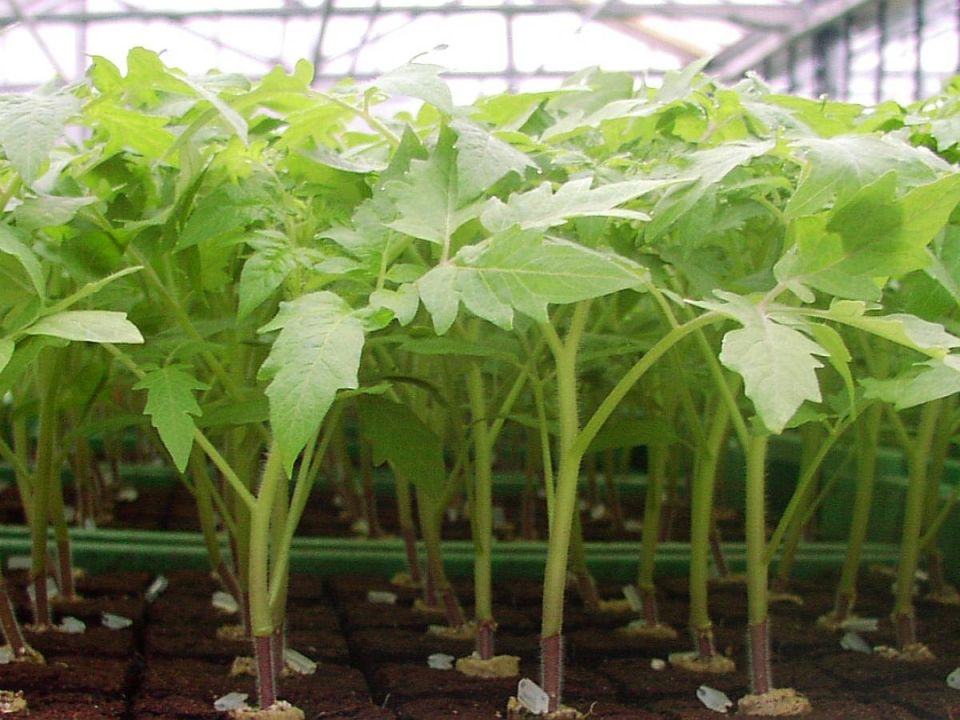 Секреты идеальной рассады томатов: как добиться урожая мечты