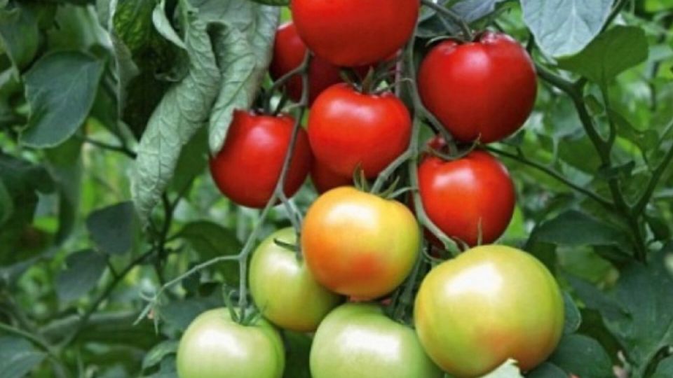 Зеленая сила: 5 органических удобрений, которые сделают ваш урожай больше