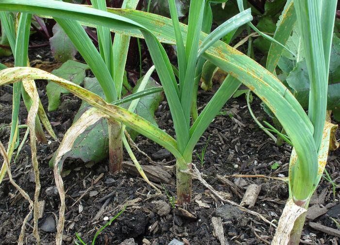 Чеснок: секреты успешного ухода для богатого урожая