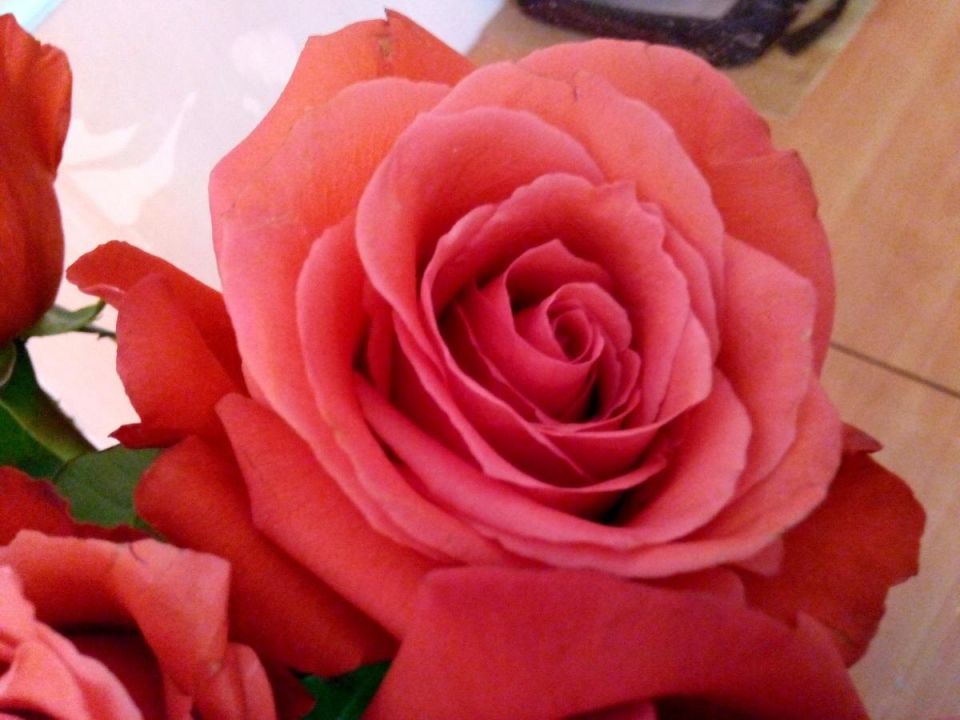 Неожиданный метод: как картошка помогла вырастить потрясающие розы