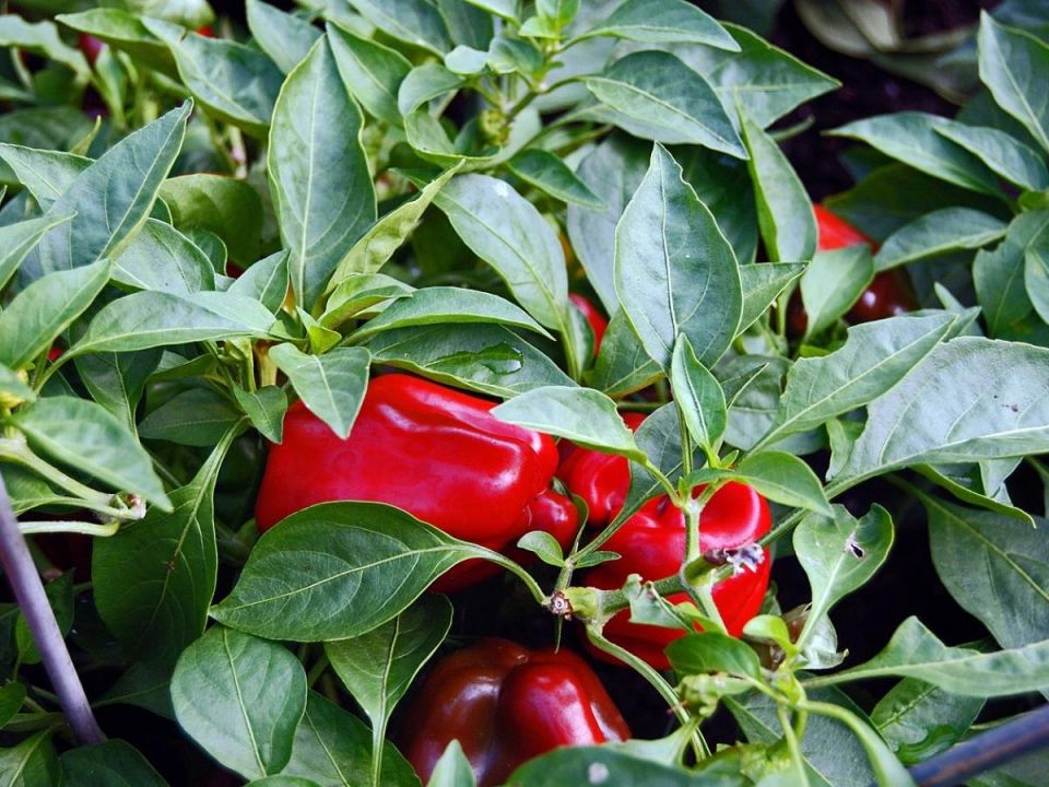 Как добиться сочных и мясистых перцев: секреты эффективной подкормки