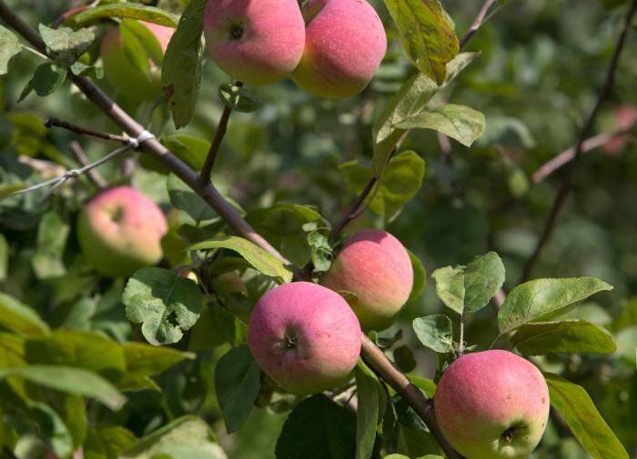 Генетические эксперименты в мире растений: Спорты как новая эволюция