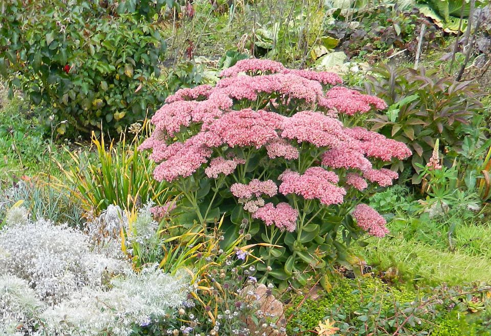 Очитки: украшение осеннего сада