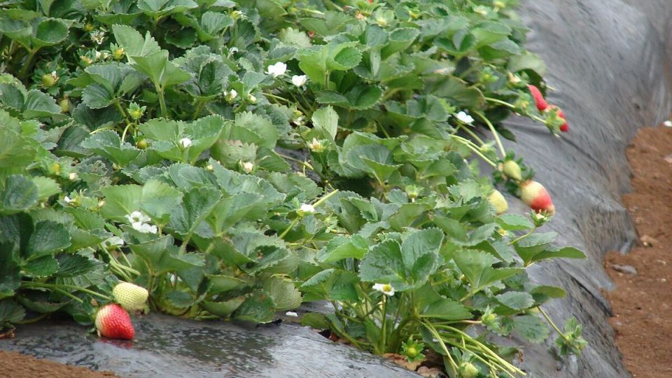 ����� ������: ������� �������� ��������� ��������