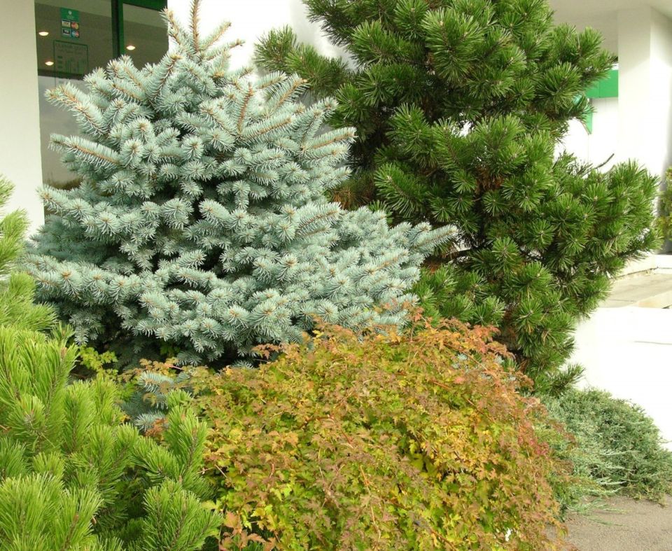 ������� ���: ������ ����� � ����������� �������