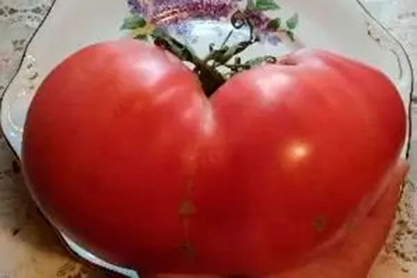 Томаты Лодочка: сочный урожай для начинающих и опытных огородников