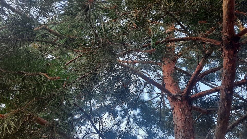 ����������� ������������ ������� ������ ��� ��������