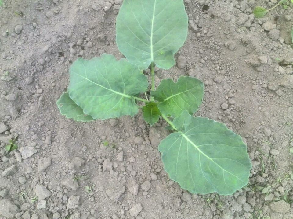 ��� ��������� ������������� �������: ������� ��� �������� ������