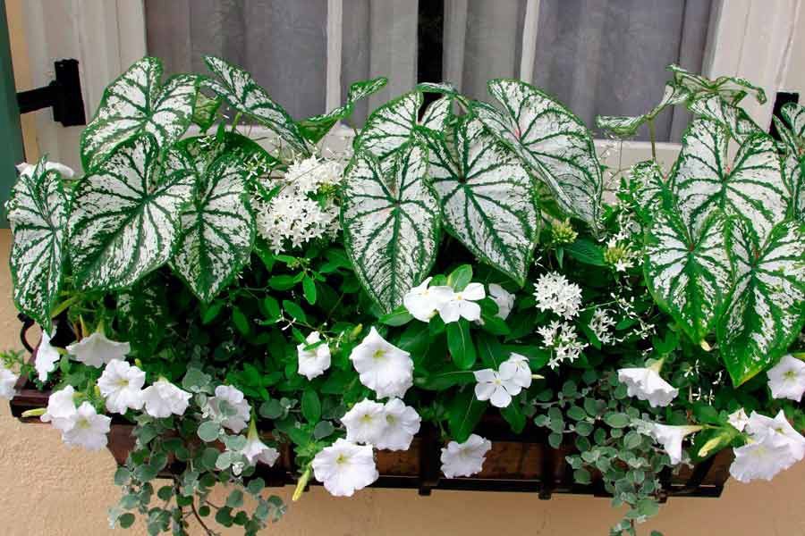 Каладиум: тропическая красота, которую стоит завести дома