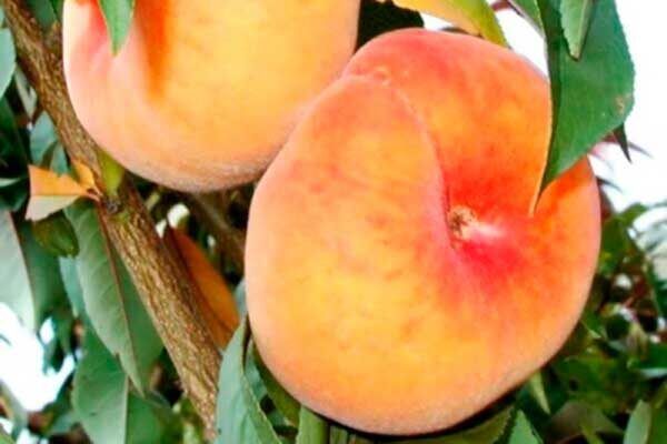 Персик Владимир: как вырастить сочные фрукты даже в суровых климатических условиях