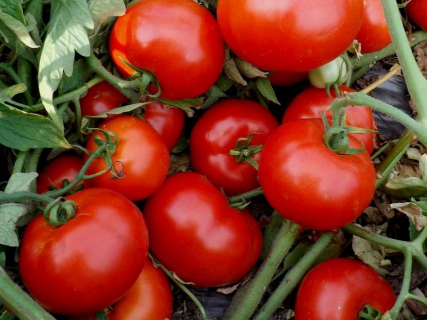 Томаты Руфус: как вырастить идеальные плоды для любого угощения