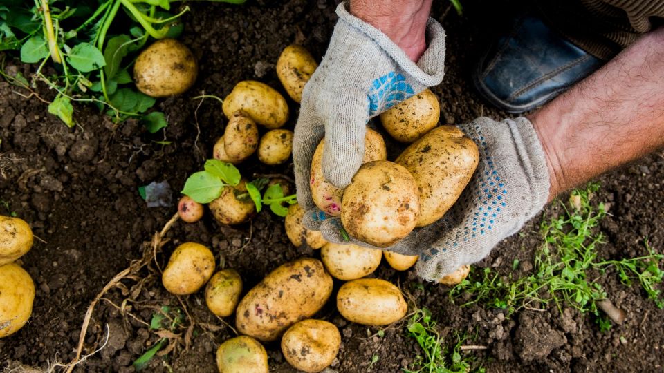 ������ �������� ���������� � 2 ����: �������� � �������� ��� ���