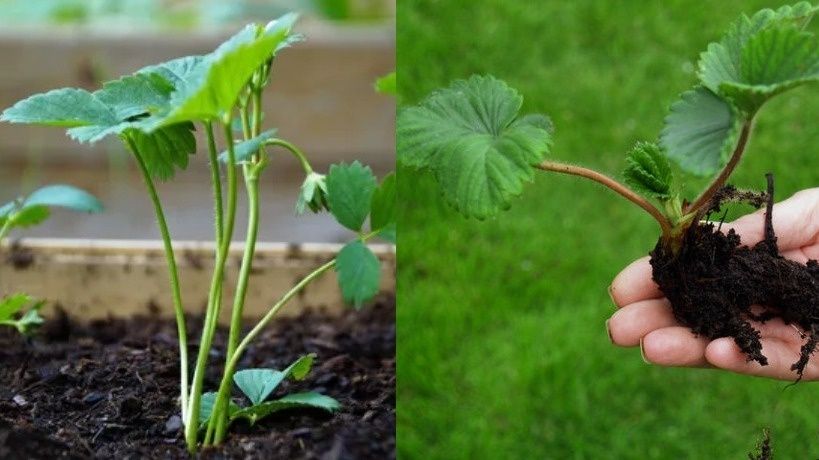 ������� ��������� �������� ������������ ���������� ���������