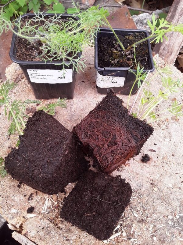 ����������� ����������: ������������ ������� �� ������ �������