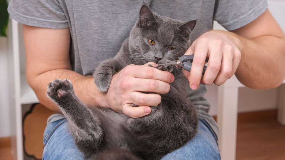 ��� ������ ����� ������� �� ������� �����: ��������� ���������� �� ������� ������������