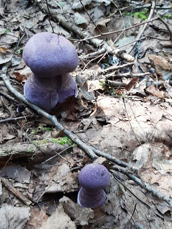 ���������� �����: ��������� ������ �������