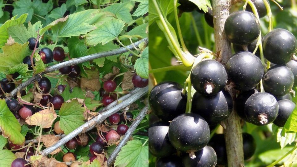 ��� �������� ��������� ��������� ����� ���������� ������� ������: ������� � ���������������� ������