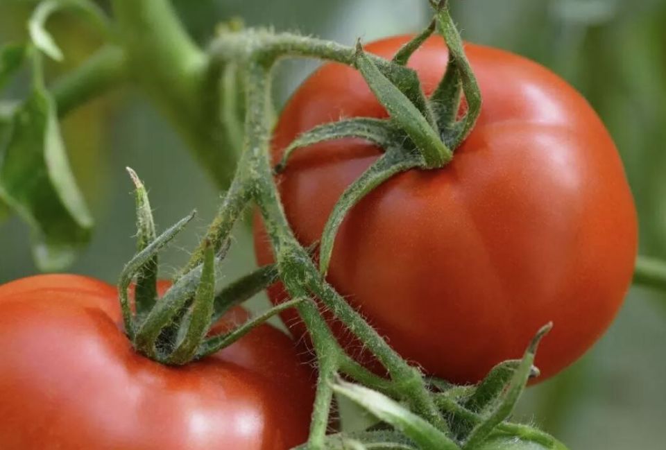 ��� �������� ���������� �������: ������������ ������