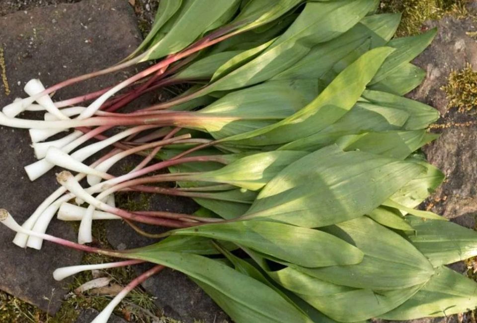 ����������� ����: ������� ������� ������ � ��������� �� ����� �������