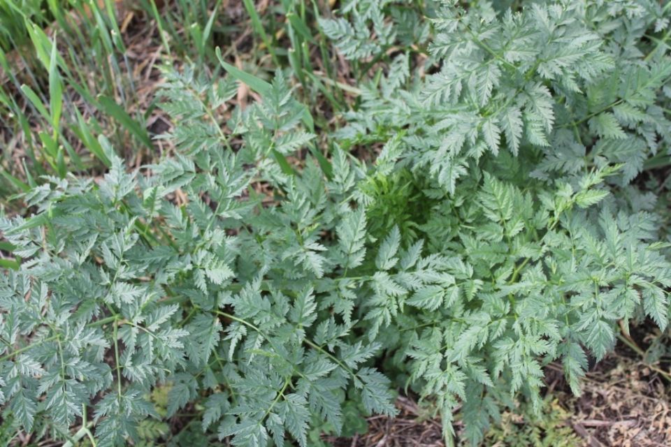 Сныть: зеленая загадка сада, или союзник в борьбе с сорняками?