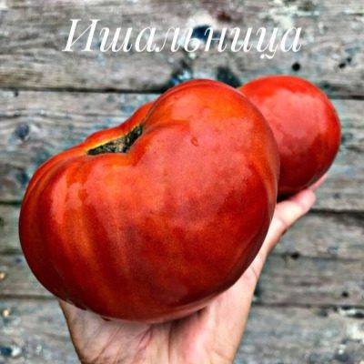 ����� �������� (���������): ��� ������� ��������� ����������� �� ����� �������