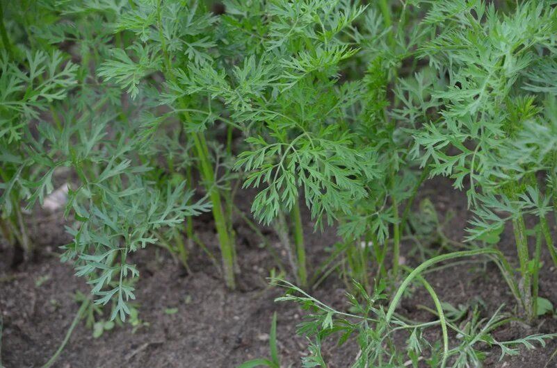 Пять секретов успешного роста моркови в августе