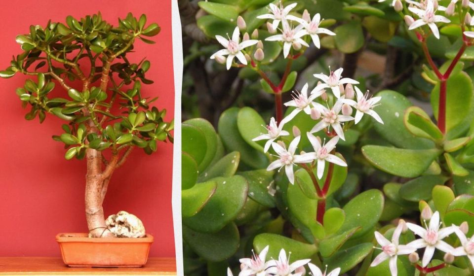 Эффективная обрезка денежного дерева для крепкого роста