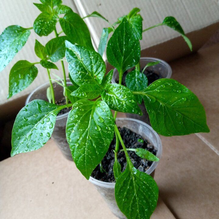 Почему листовые подкормки для рассады не всегда лучший выбор