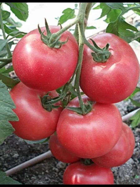 ����� ��������: ������������� ���� � ������ ������� ��� �������