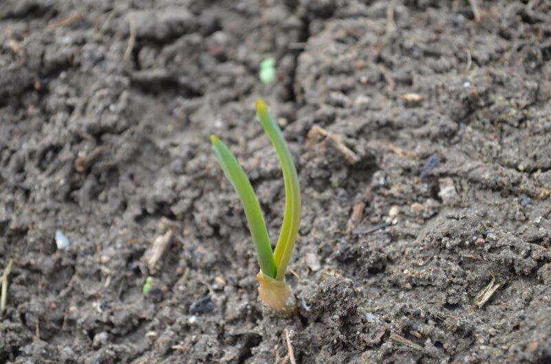 ��� ������� ��������� ������ �������� ������� � ���������� ����������