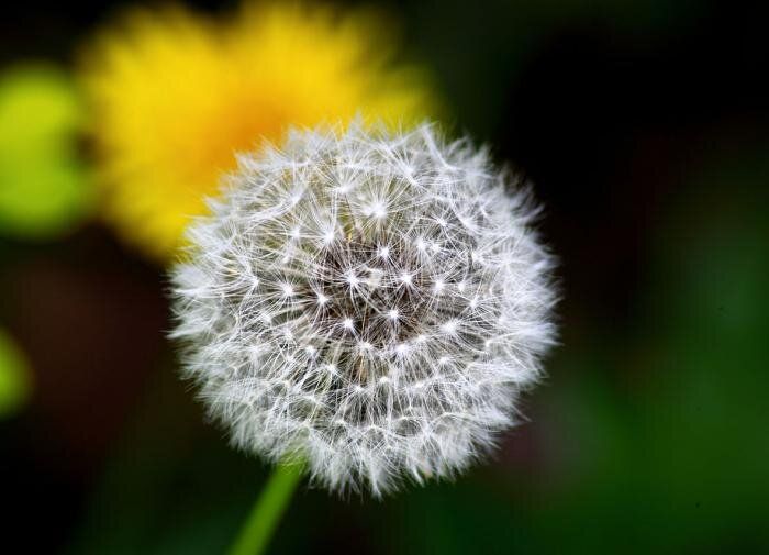 Как избавиться от одуванчиков на участке