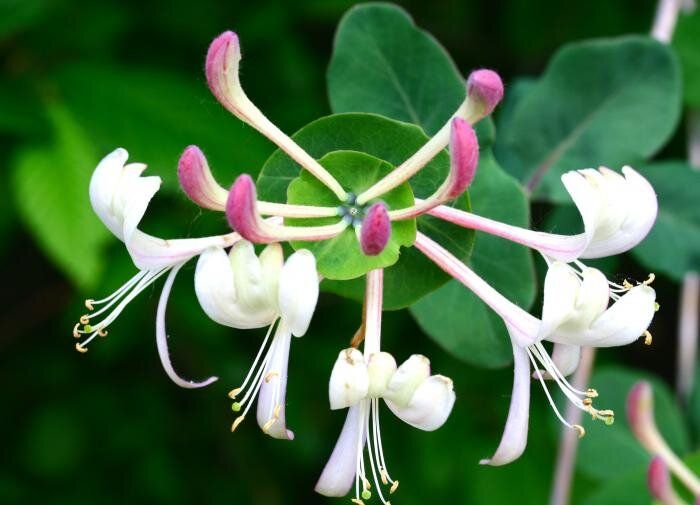 Жимолость как спокойная находка: зачем она нужна и как за ней ухаживать