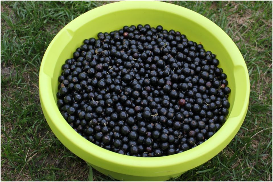 Как заготовить чёрную смородину на зиму без лишних хлопот