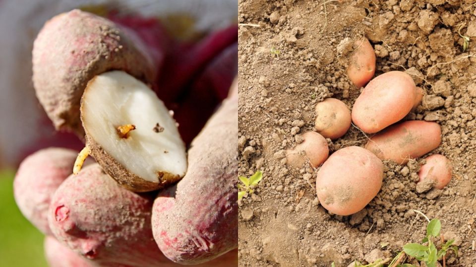 ��� �������� ���� �� ������� ������ ������� ������ � ����������� ������ � �������� ���������