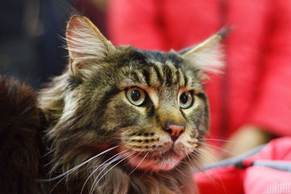 Почему коты мурлыкают и что стоит за этим звучанием