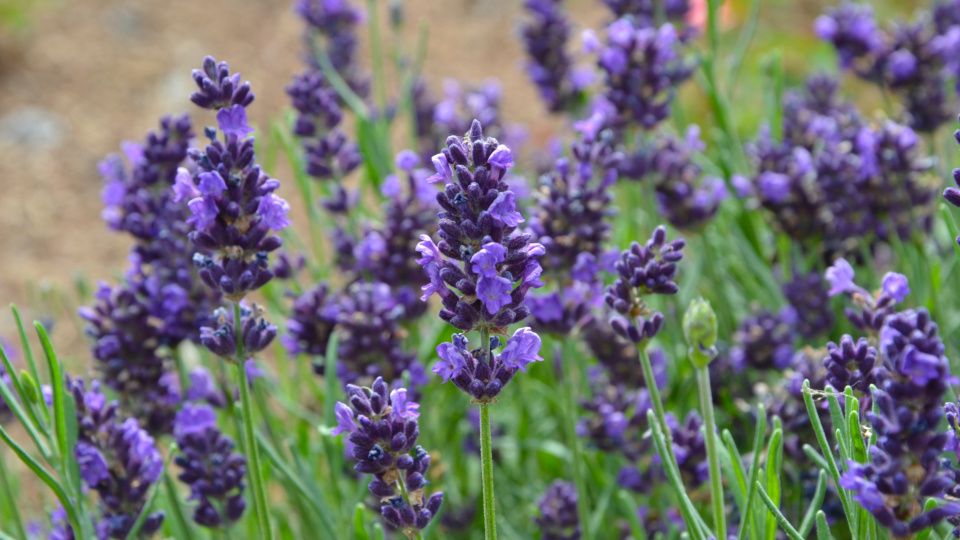 Лаванда в средней полосе: морозостойкость, сорта и жизнь вокруг цветка