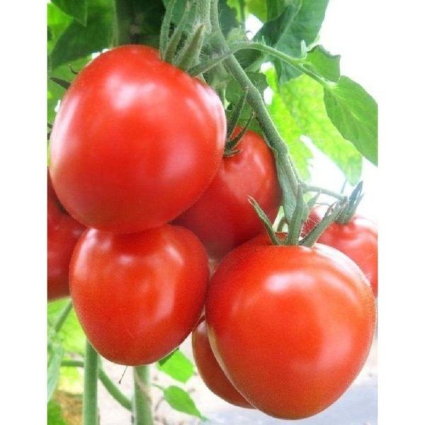 Томат Кубышка: жить проще с компактным урожаем плотных плодов