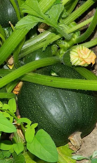 Зачем выбирать кабачки с запасом на хранение и как это сделать без хлопот