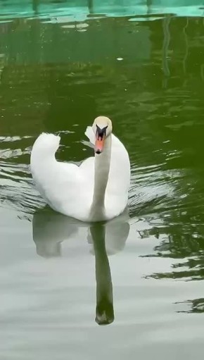       ,   -